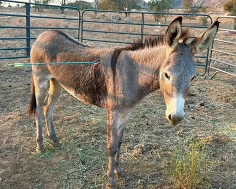 Wild Ass Recovering After Latest Bow Assault on Wild Burros in California